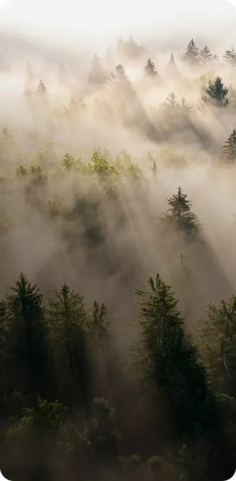 Atmosphärische Luftaufnahme eines dichten Nadelwaldes, durch den Sonnenstrahlen den dichten Morgennebel durchbrechen.